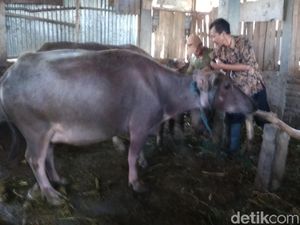 Pantau Hewan Kurban, Pemkab Kudus Temukan Kambing Sakit Scabies