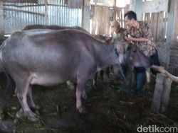 Pantau Hewan Kurban, Pemkab Kudus Temukan Kambing Sakit Scabies