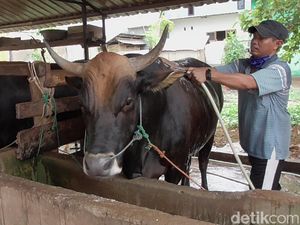 Pandemi Corona Membuat Permintaan Sapi Kurban di Polman Menurun