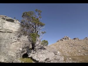 Pohon Berumur 225 Juta Tahun Ini Rentan Punah