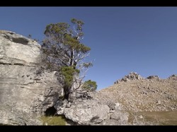 Pohon Berumur 225 Juta Tahun Ini Rentan Punah