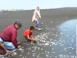 Giliran Ribuan Ikan Lemuru Terdampar di Pantai Jember