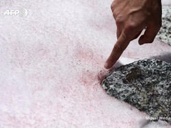 Ketika Salju Berwarna Pink Selimuti Pegunungan Alpen