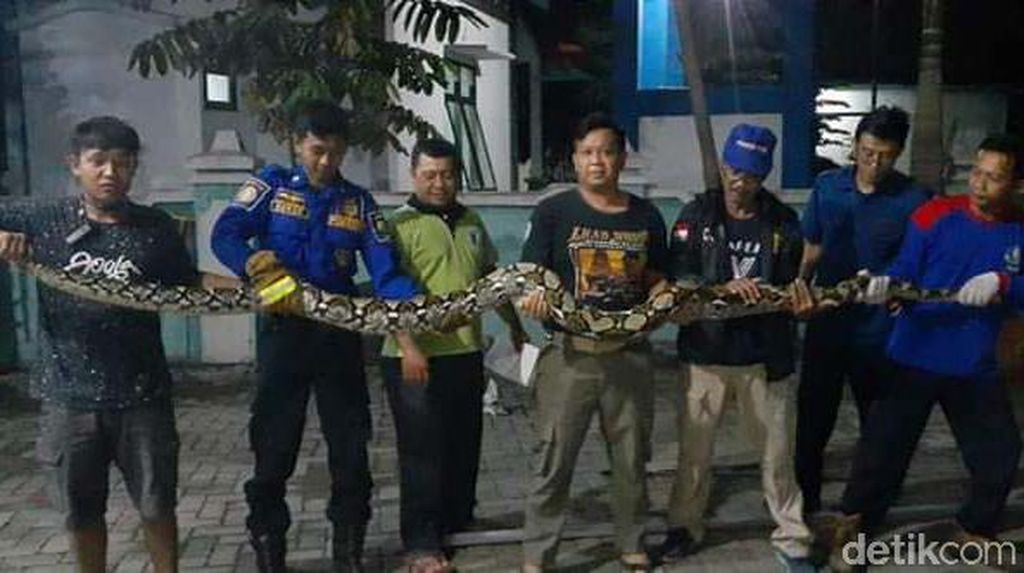 Teror Piton di Blora Teror Piton di Blora