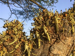 Wabah Belalang yang Disebut Tanda Kiamat Muncul di Meksiko