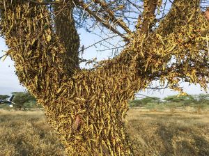 Wabah Belalang Merajalela di Afrika Wabah Belalang Merajalela di Afrika