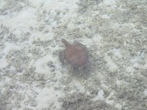 Wah, Ternyata 2 dari 7 Spesies Penyu Dunia Ada di Pulau Pramuka