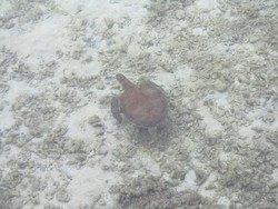 Wah, Ternyata 2 dari 7 Spesies Penyu Dunia Ada di Pulau Pramuka