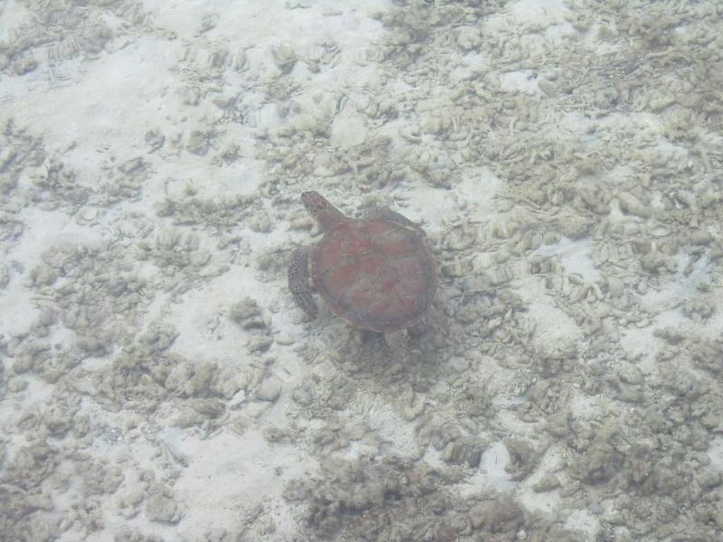 Wah, Ternyata 2 dari 7 Spesies Penyu Dunia Ada di Pulau Pramuka Wah, Ternyata 2 dari 7 Spesies Penyu Dunia Ada di Pulau Pramuka