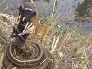 Video Penemuan 2 Jenglot yang Gegerkan Warga Sragen