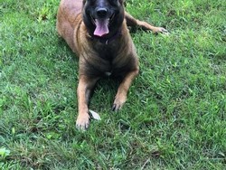 Heroik! Anjing Selamatkan Dua Keluarga dari Kebakaran