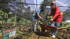Asyik... Mau Bibit Pohon Ini? Gratis Lho