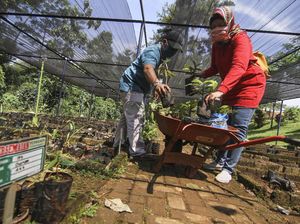 Asyik... Mau Bibit Pohon Ini? Gratis Lho