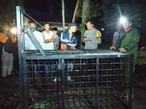 2 Beruang Madu Masuk Permukiman, BKSDA Riau Pasang Perangkap untuk Evakuasi