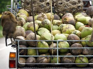 Diduga Eksploitasi Monyet, Kelapa Thailand Diboikot di Inggris