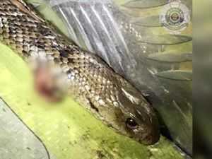 Traveler Vs Ular Paling Mematikan Sedunia