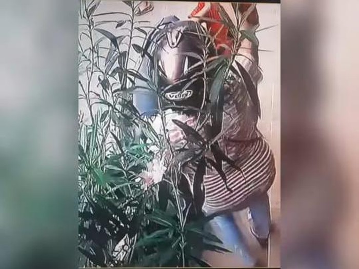 Emak-emak mencuri pohon bunga di Yogyakarta