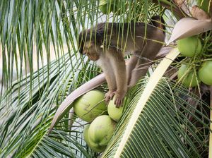 Thailand Bantah Eksploitasi Monyet di Perkebunan Kelapa