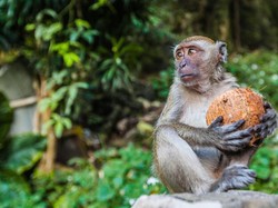 Viral Pawang Aniaya Monyet di Jaktim, Satpol PP Turun Tangan