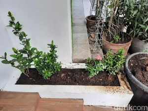 Ini Lho Jenis Bunga yang Dicuri Emak-emak Bawa Bocah di Ketandan Malioboro