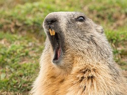5 Fakta Daging Marmot yang Dikaitkan dengan Wabah Pes di China