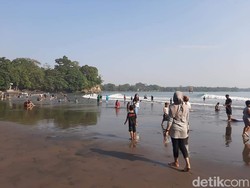 Ubur-ubur Biru Hantui Pantai Batukaras Pangandaran