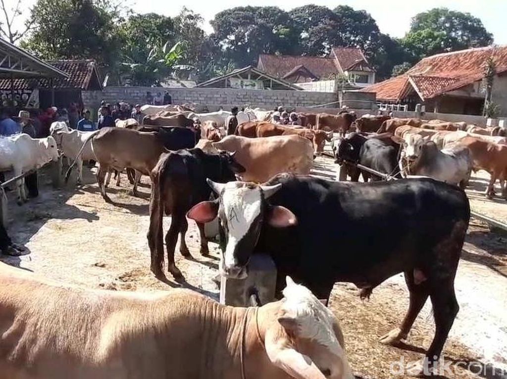 Cegah PMK, Pasar Hewan Tanjungsari Sumedang Ditutup Sementara