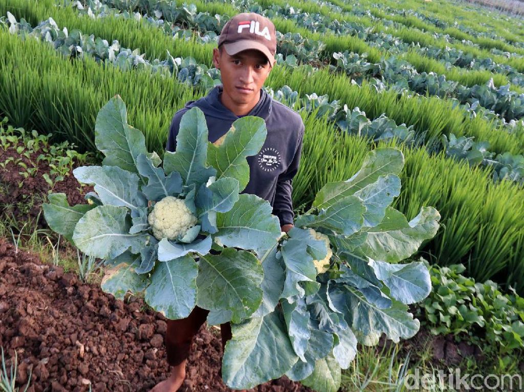 Permintaan Brokoli Putih Meningkat, Petani Senang