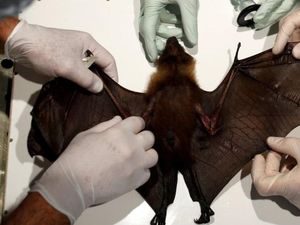 PBB: Penyakit yang Berpindah dari Hewan ke Manusia Akan Terus Bertambah