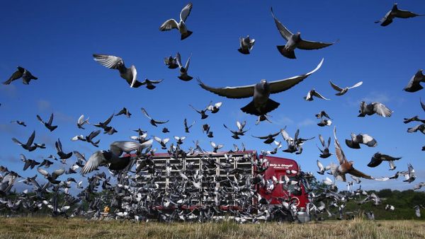 Balap Merpati Kembali Digelar Usai Lockdown