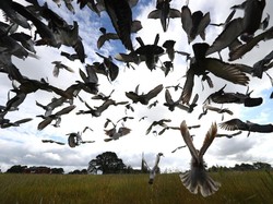 Burung Termahal di Dunia yang Harganya Nggak Kira-kira