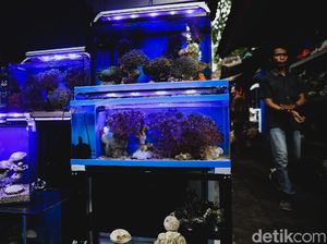 7 Jenis Ikan Hias Air Tawar yang Mudah Dipelihara dalam Akuarium