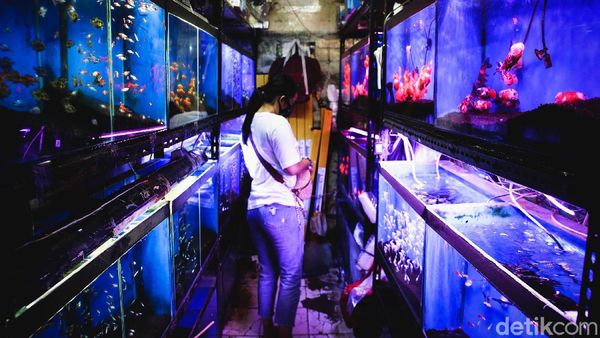 Serunya Berburu Aneka Ikan Hias di Menteng