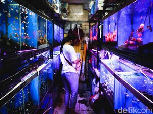 Serunya Berburu Aneka Ikan Hias di Menteng Serunya Berburu Aneka Ikan Hias di Menteng