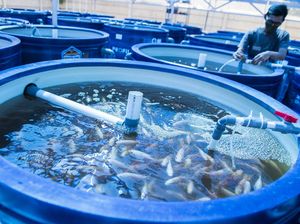 Mengintip Teknik Budidaya Ras Aquaponik