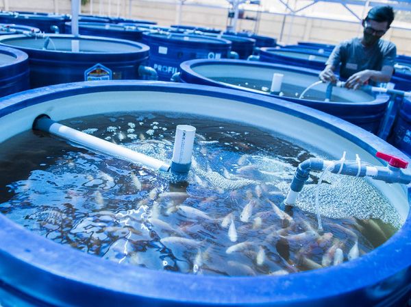 Mengintip Teknik Budidaya Ras Aquaponik
