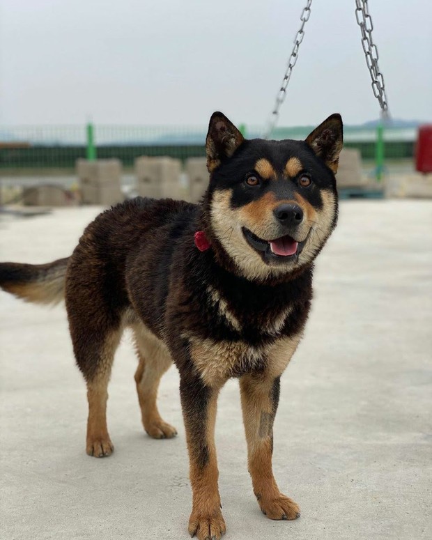 Anjing Peliharaan Jeongyeon TWICE/ Foto: Koreaboo