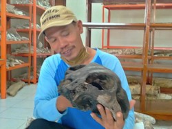 Nyaris Dijual ke Kolektor, Fosil Diduga Kepala Kuda Laut Diamankan di Kudus