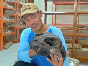 Nyaris Dijual ke Kolektor, Fosil Diduga Kepala Kuda Laut Diamankan di Kudus Nyaris Dijual ke Kolektor, Fosil Diduga Kepala Kuda Laut Diamankan di Kudus