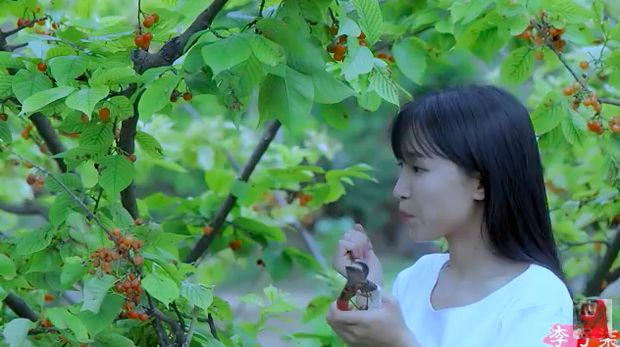 Living in the Village, YouTuber Li Ziqi Picks Fruit and Makes His Own Noodles