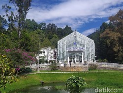 Menengok Raksasa di Kebun Raya Cibodas