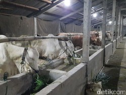 Jelang Idul Adha, Ini Protokol Kesehatan Bagi Pemotong Hewan Ternak