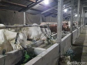 Jelang Idul Adha, Ini Protokol Kesehatan Bagi Pemotong Hewan Ternak Jelang Idul Adha, Ini Protokol Kesehatan Bagi Pemotong Hewan Ternak