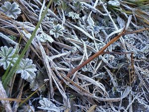 Dilanda Cuaca Ekstrem, Puncak Gunung Lawu Berselimut Es