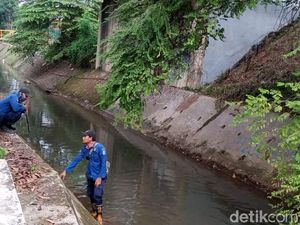 Perburuan Sanca yang Tewaskan ABG di Serpong Belum Usai Perburuan Sanca yang Tewaskan ABG di Serpong Belum Usai