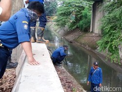 Saksi Lihat ABG di Serpong Dililit di Leher, Sanca Sebesar Paha Orang Dewasa