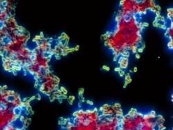 China Tutup Tempat Wisata Setelah Ada Kasus Pes Terkonfirmasi