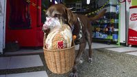 Wow! Anjing Ini Jadi Kurir Makanan saat Pandemi Corona
