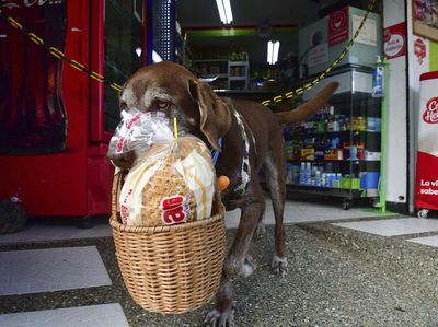 Wow! Anjing Ini Jadi Kurir Makanan saat Pandemi Corona