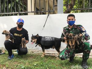 Langka! Anjing K9 Densus POM Lantamal VI Makassar Lahirkan 5 Anak Langka! Anjing K9 Densus POM Lantamal VI Makassar Lahirkan 5 Anak